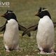 Illustration for article titled Flightless Friday - Eudyptes chrysocome Edition